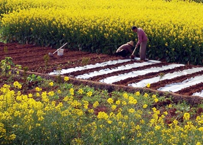 Farmers begin toiling in Yunnan