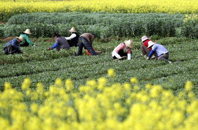 Farmers begin toiling in Yunnan