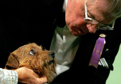 Dog Show in New York 