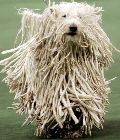 Dog Show in New York 