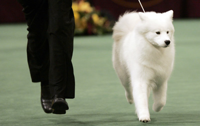 Dog Show in New York 