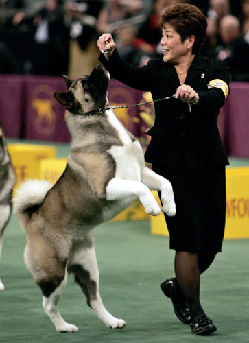 Dog Show in New York 