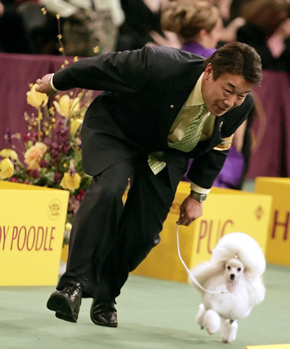 Dog Show in New York 
