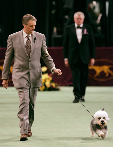 Dog Show in New York 