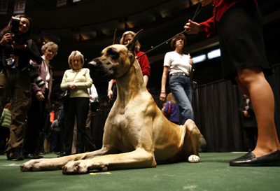 Dog Show in New York 