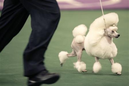 Dog Show in New York 