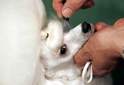 Dog Show in New York 