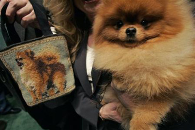 Dog Show in New York 