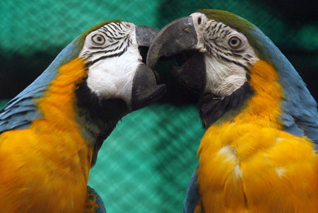 Valentine's Day at a zoological park
