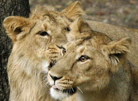 Valentine's Day at a zoological park