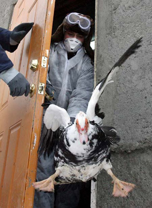 Russia confirmed outbreak of bird flu