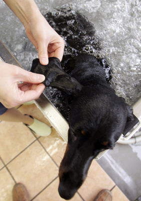 Physical training for dogs