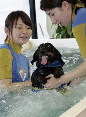 Physical training for dogs
