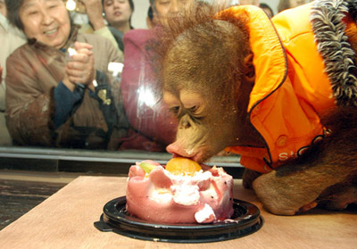 Baby orangutan celebrates first birthday