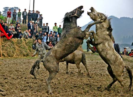 Horse fight contest in Guangxi