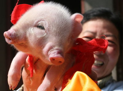 Piglet with two mouths, three eyes