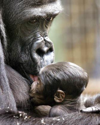 Newborn gorilla