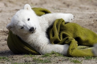 Polar bear plays in Berlin Zoo 
