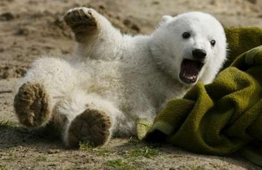 Polar bear plays in Berlin Zoo 
