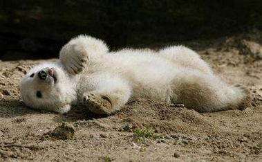 Polar bear plays in Berlin Zoo 