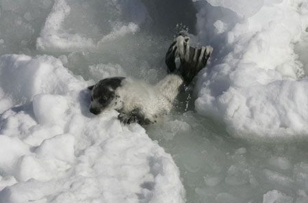 Global warming endangers seal pups