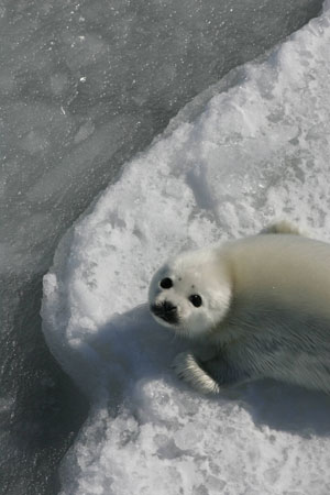 Global warming endangers seal pups