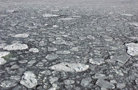 Global warming endangers seal pups