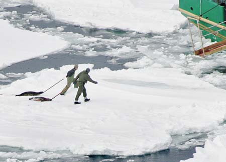 Seal hunt in northern Gulf of St. Lawrence
