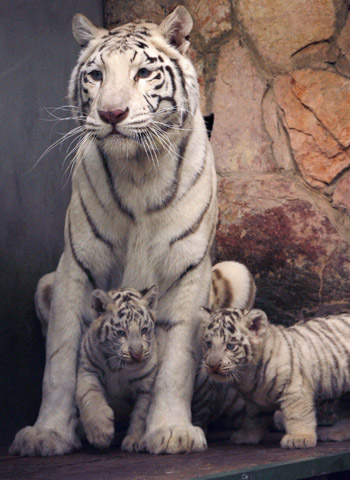 Tigress mom to 27 cubs