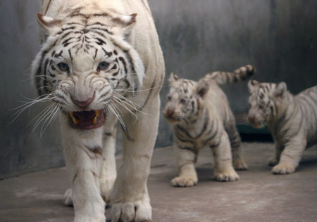 Tigress mom to 27 cubs
