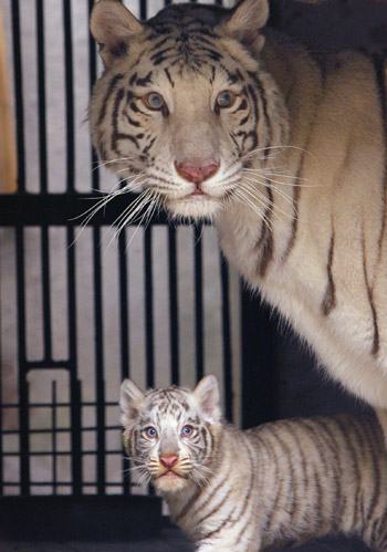 Tigress mom to 27 cubs