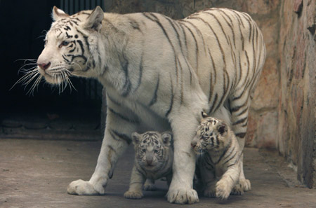Tigress mom to 27 cubs
