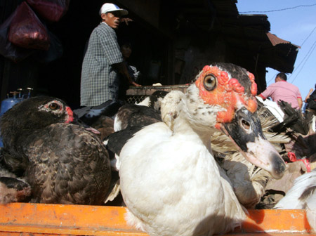 Bird flu kills two in Indonesia and Cambodia