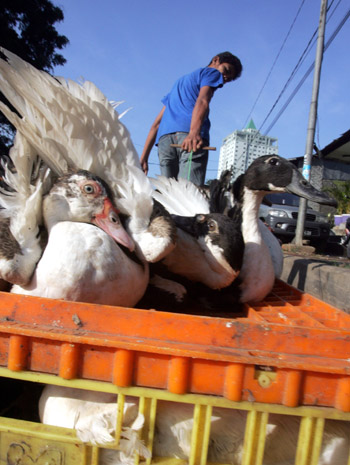 Bird flu kills two in Indonesia and Cambodia