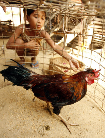 Bird flu kills two in Indonesia and Cambodia