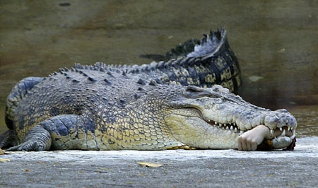 Crocodile Attack Singapore Picture on Crocodile Chomped It Off And Colleagues Recovered The Limb From The