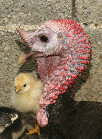 Male turkey incubates chicken eggs