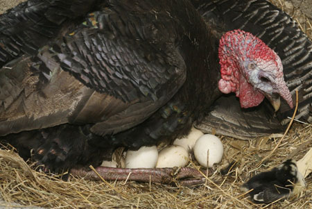 Male turkey incubates chicken eggs