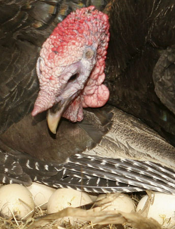 Male turkey incubates chicken eggs