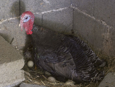 Male turkey incubates chicken eggs