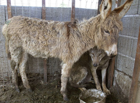 Wolf and donkey share a cage