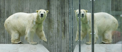 Polar bear Yogli