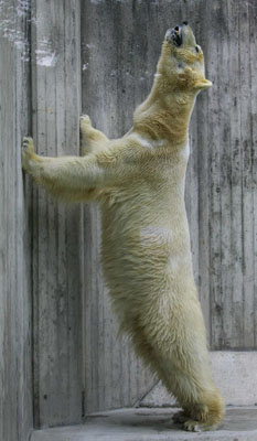 Polar bear Yogli