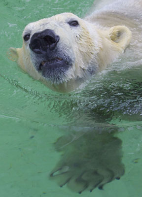 Polar bear Yogli