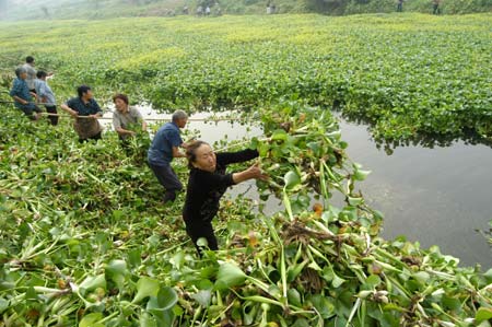 Farmers mobilized to clear water hyacinth 