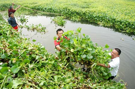 Farmers mobilized to clear water hyacinth 
