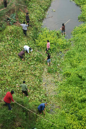 Farmers mobilized to clear water hyacinth 