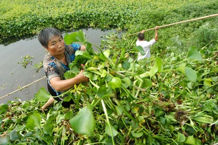 Farmers mobilized to clear water hyacinth 
