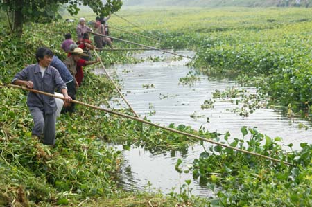 Farmers mobilized to clear water hyacinth 