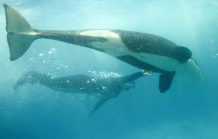 Killer whale Pascuala